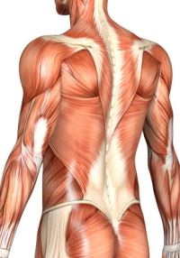 Bolečine v mišicah